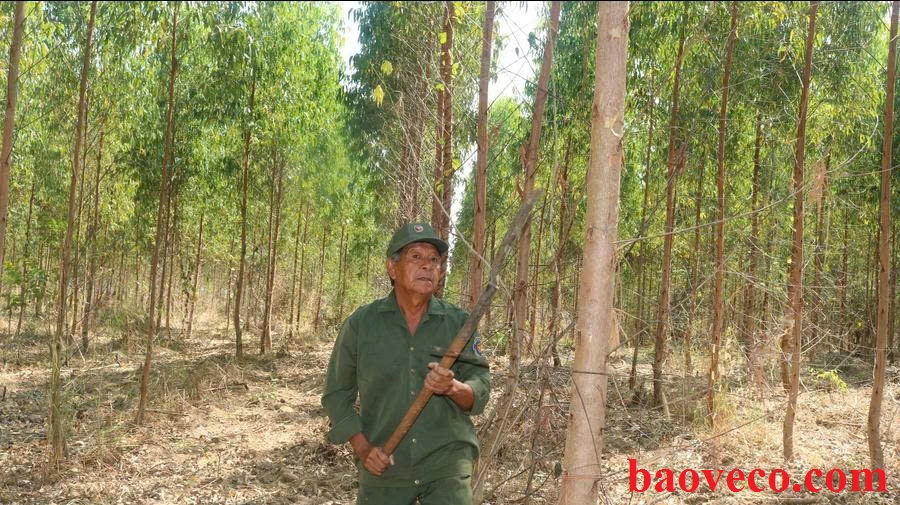 giai phap bao ve rung bien rui ro thanh suc manh